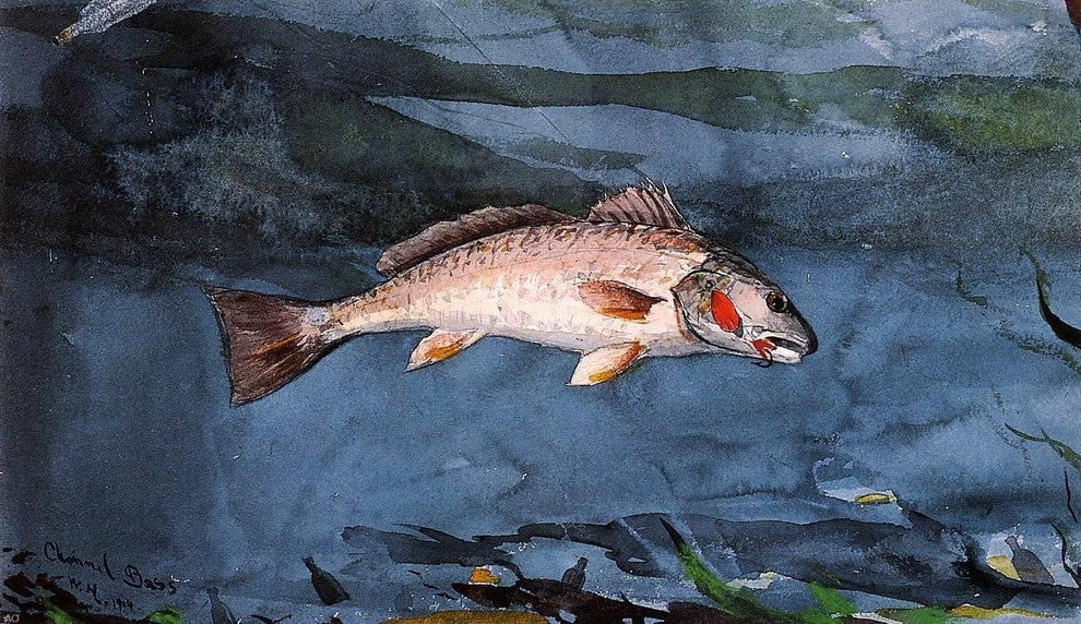 Winslow Homer Channel Bass, Florida - 18" x 27" Premium Canvas Print