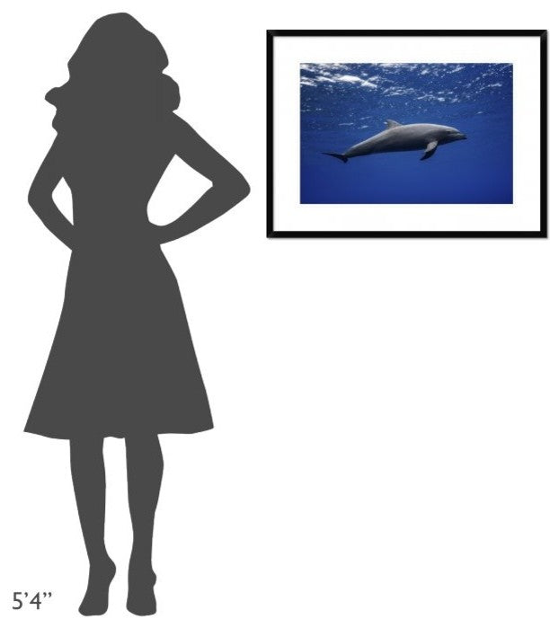 "Dolphin" Framed Digital Print by Barathieu Gabriel, 32x24"