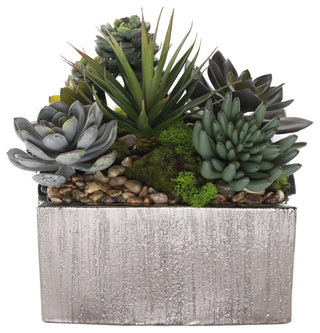 Another full product shot on white background; shows variety of succulents.