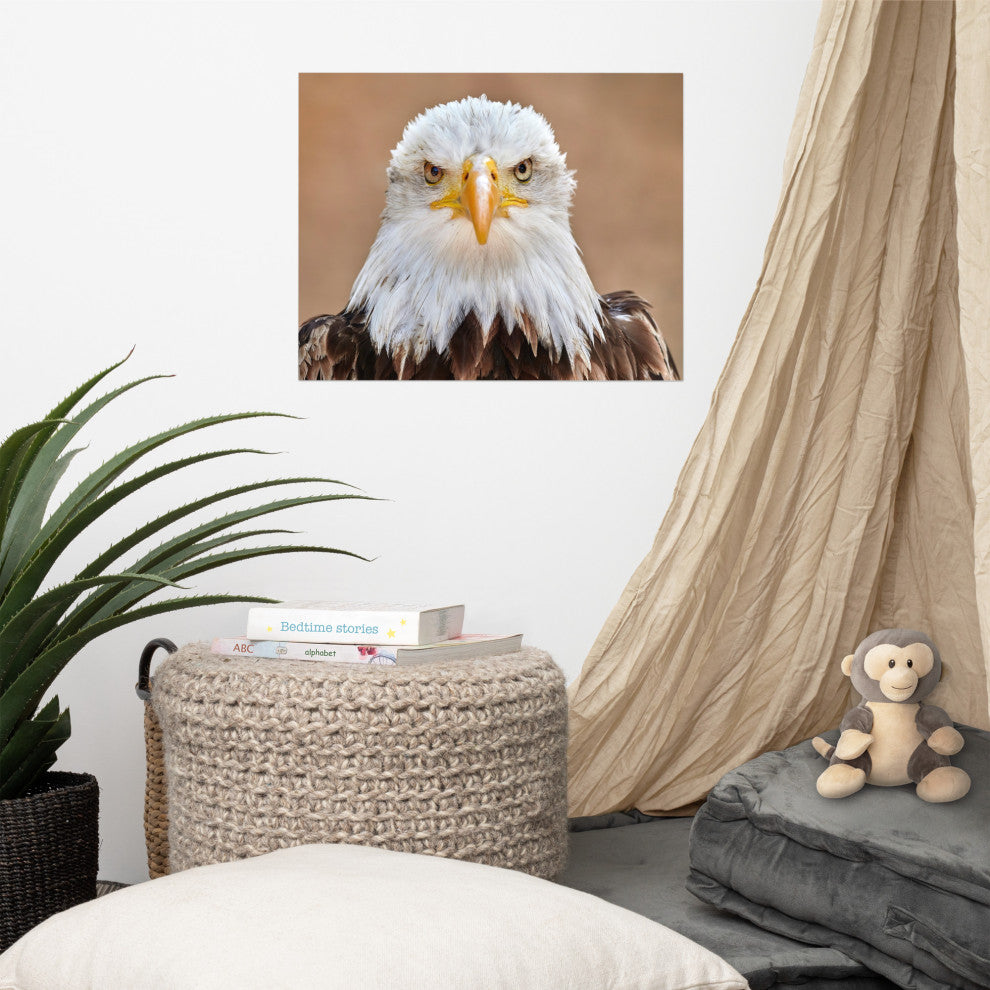 Bald Eagle Portrait Close-up 2 Loose Wall Art Print, 16" X 20"