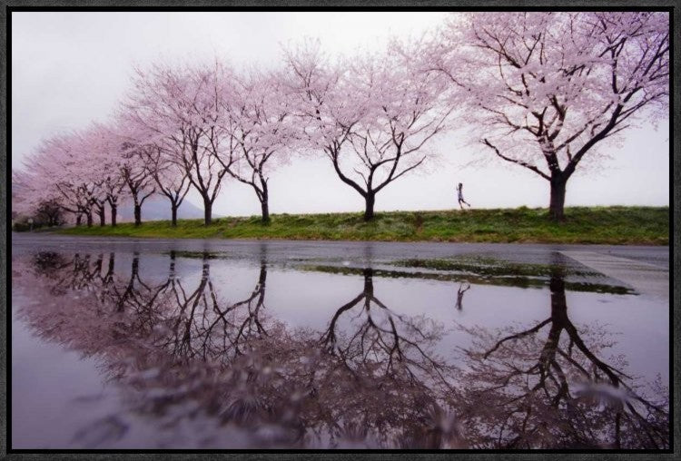 "Rain Of Spring" Framed Canvas Giclee by Kouji Tomihisa, 23x15"
