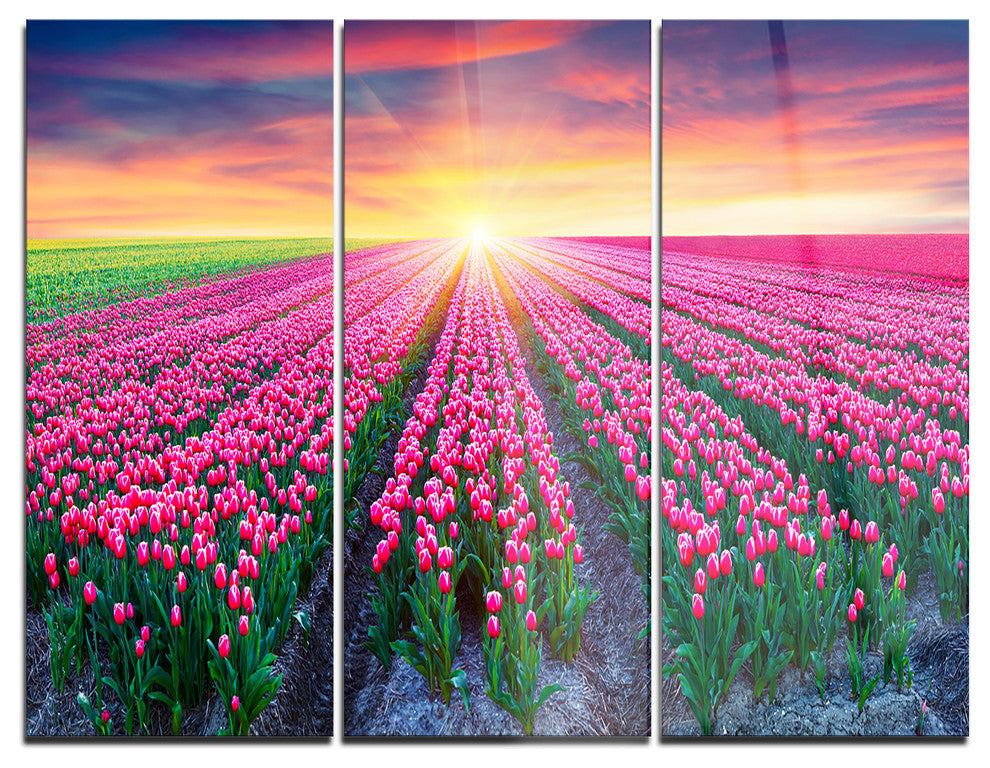 "Blooming Tulips at Sunrise" Photo Metal Wall Art, 3 Panels, 36"x28"
