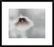 "Ephemeral Beauty" Framed Digital Print by Piet Flour, 24x20"