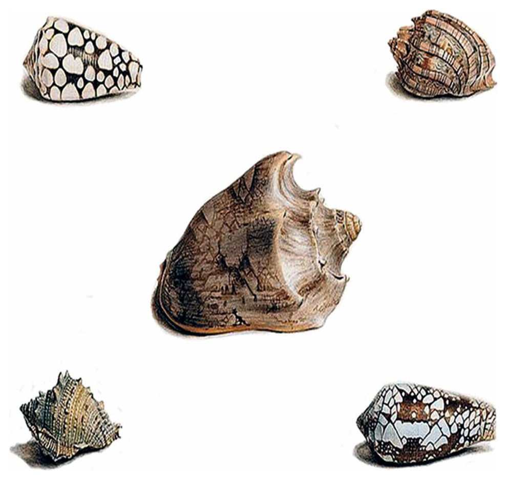 Tile Mural FIVE SHELLS van Os Accent Kitchen Backsplash Four Inch Marb