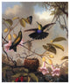 "Fork Tailed Woodnymph" Digital Paper Print by Martin Johnson Heade, 20"x24"