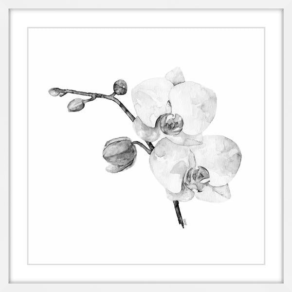 "Orchid II" Framed Painting Print, 18"x18"