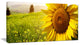 "Yellow Field With Big Sunflower" Landscape Art Canvas Print, 32"x16"