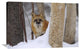 "Red Fox Looking Out From Behind Trees In A Snowy Forest, Montana" Artwork