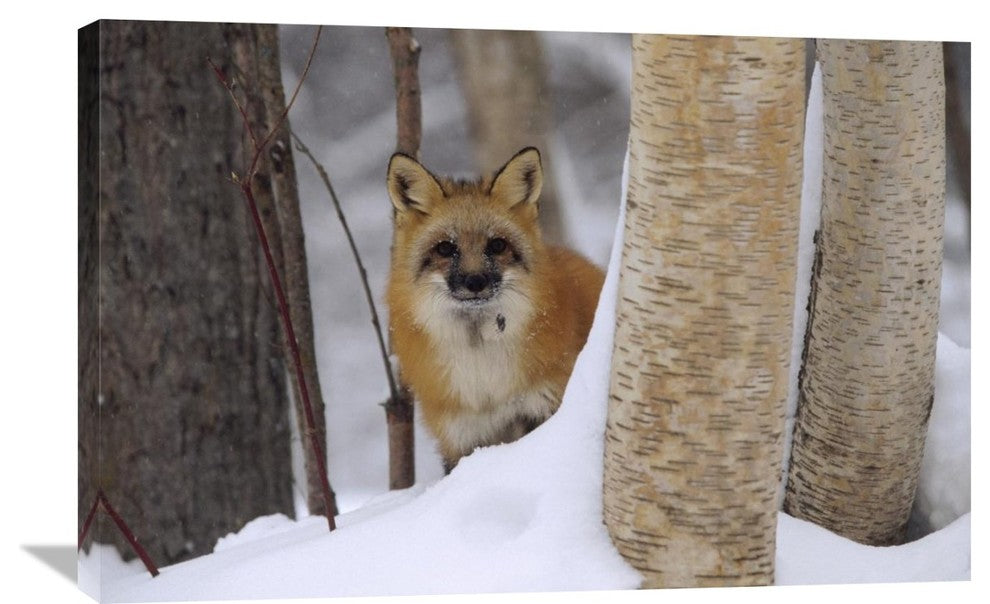 "Red Fox Looking Out From Behind Trees In A Snowy Forest, Montana" Artwork