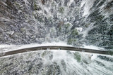 "Icy Firs" Print on Canvas by Karolis Janulis