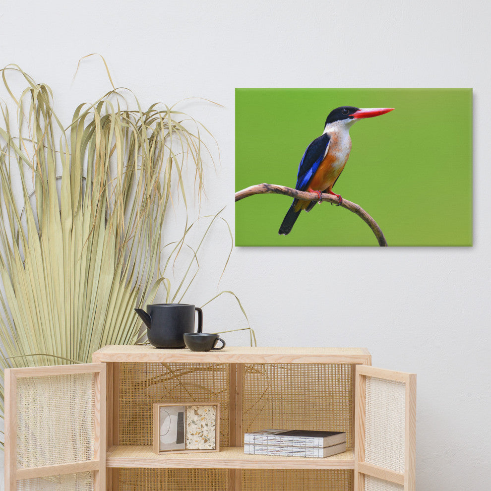 Black Capped Kingfisher Bird on Perch Wildlife Photograph Canvas Wall Art Print, 24" X 36"