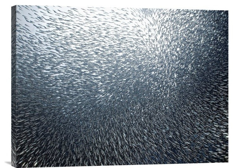 "Sardines Firework" Stretched Canvas Giclee by Henry Jager, 24"x18"