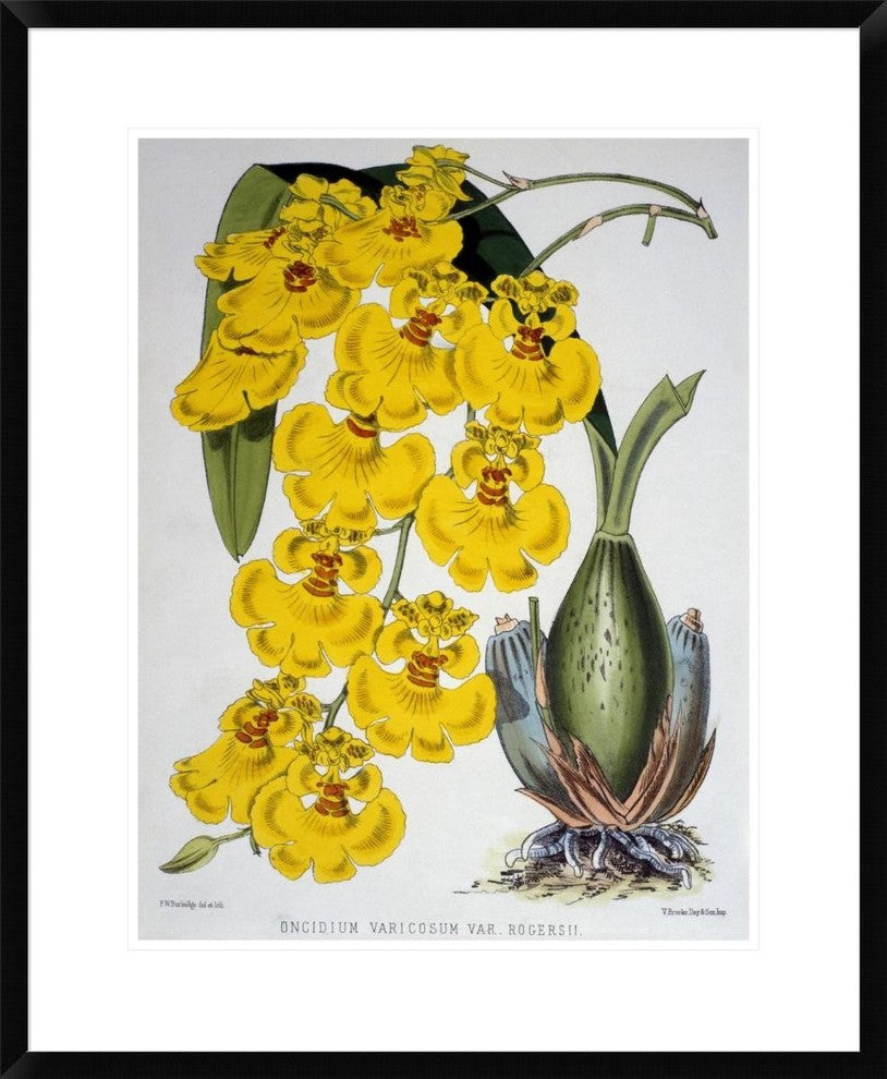 "Oncidium Varicosum Var. Rogers II" Framed Print by Samuel Jennings, 24"x30"
