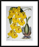 "Oncidium Varicosum Var. Rogers II" Framed Print by Samuel Jennings, 24"x30"