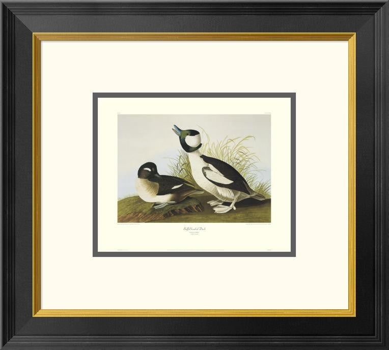"Buffel-Headed Duck (decorative border)"  by John James Audubon, 20x18"