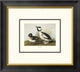 "Buffel-Headed Duck (decorative border)"  by John James Audubon, 20x18"