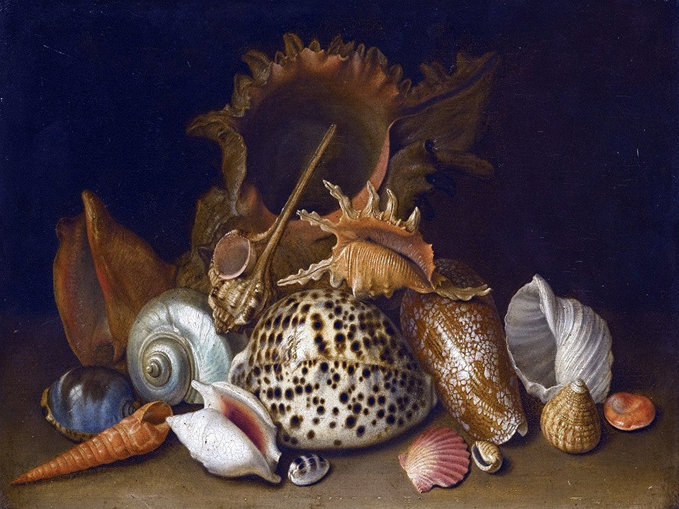 Tile Mural, Still Life of Sea Shells By Circle of Antoine Berjon Ceramic, Matte