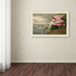 John James Audobon 'Roseate Spoonbill' Canvas Art, 24x16