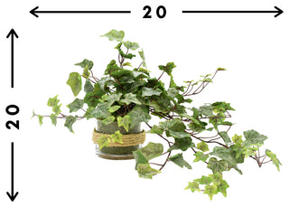 Ivy in Glass Vase with Rope