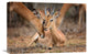 "A Moment Of Love" Stretched Canvas Giclee by Mario Moreno, 22x15"