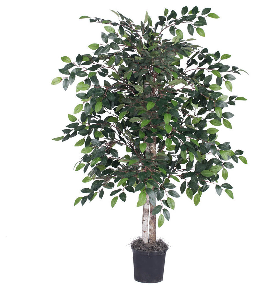 Vickerman 4' Mini Ficus Bush
