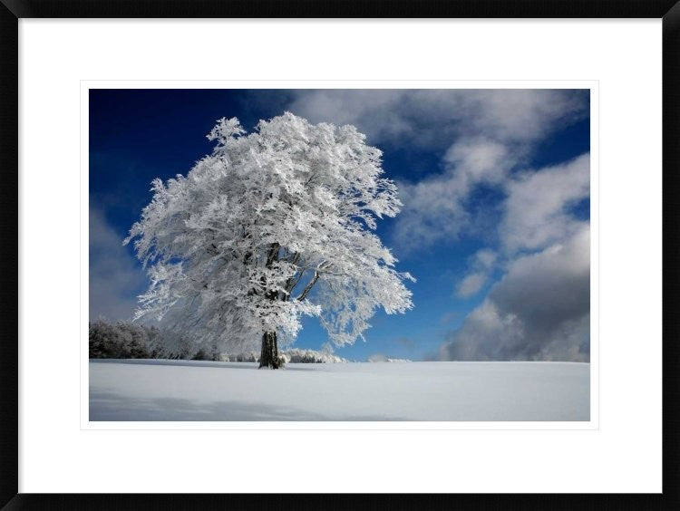 "White Windbuche In Black Forest"  by Franz Schumacher, 30x22"