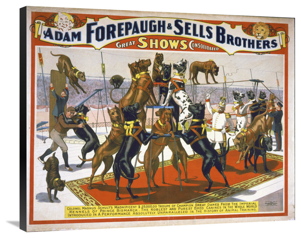 Adam Forepaugh And Sells Brothers Champion Great Danes, 36x29