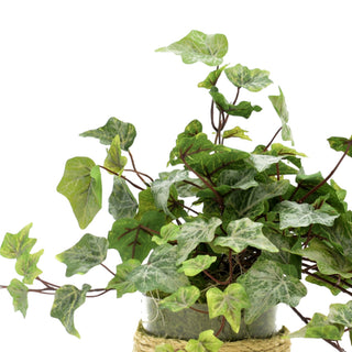 Ivy in Glass Vase with Rope