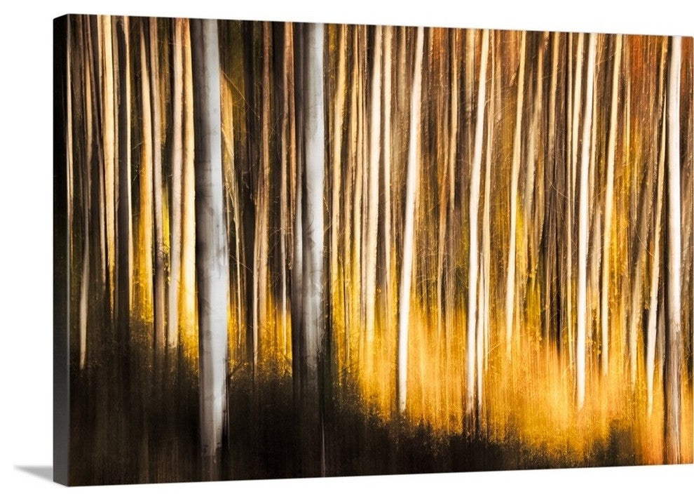 "Birches " Wrapped Canvas Art Print, 36"x24"x1.5"