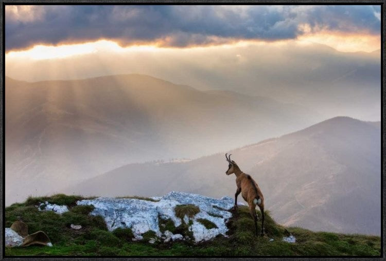 "Chamois In Piatra Craiului Romania" Framed Canvas Giclee by Dan Mirica, 31x21"