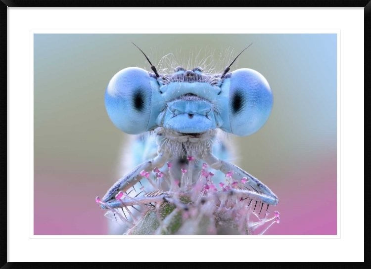 "Damigella" Framed Digital Print by Ghizzi Panizza Alberto, 44x32"