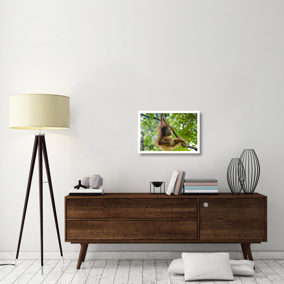"Sumatran Orangutan baby playing in tree, north Sumatra" Paper Art, 26"x18"