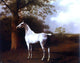 Jacques-Laurent Agasse White Horse in Pasture, 20"x25" Wall Decal