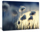 Arctic Blooming Cotton Flowers, Large Flower Canvas Wall Art, 20"x12"