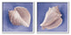 Simple Classic Seashell Conch Still Life Painting, 2pc, each 17 x 17