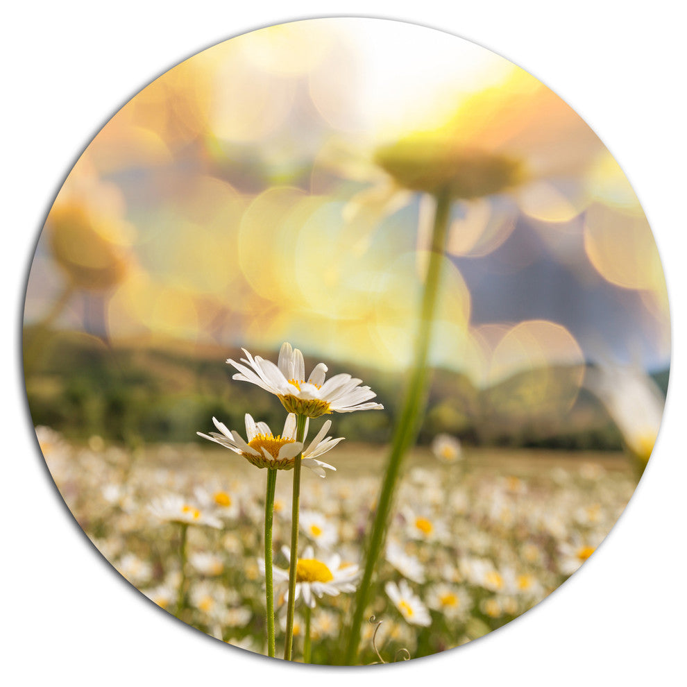 Blooming Chamomiles Flowers, Landscape Disc Metal Wall Art, 11"