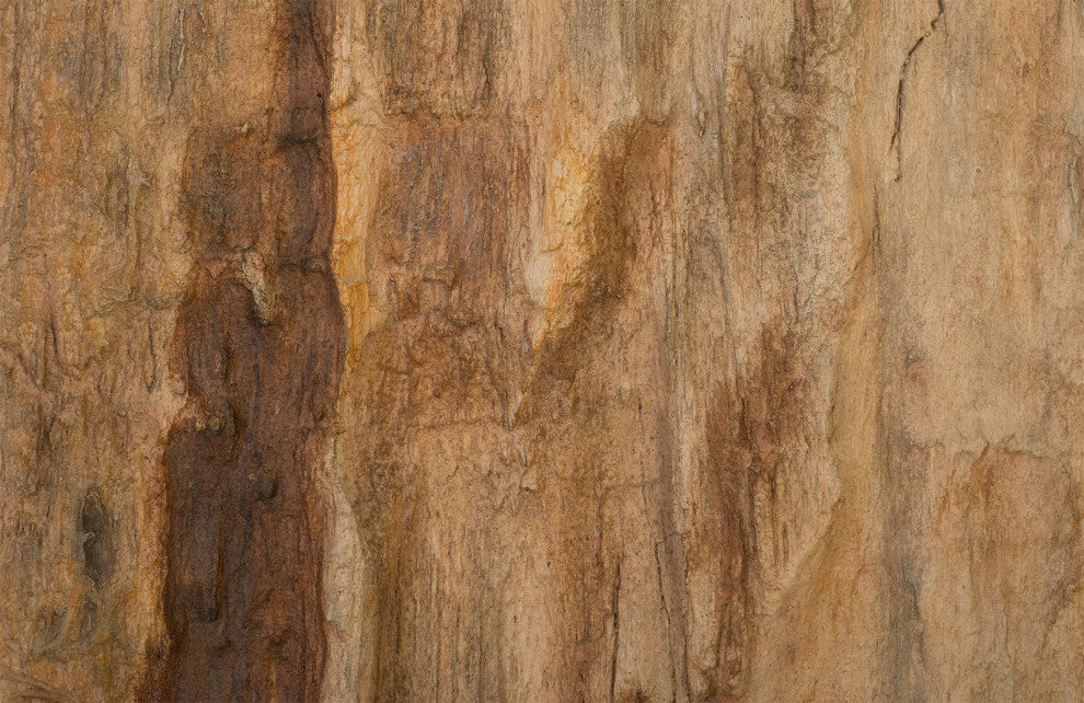 Cast Petrified Wood Wall Decor