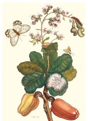 Moth on Cashew Apple- Gallery Wrapped Canvas Art 28" x 42"