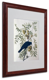 'American Crow' Matted Framed Canvas Art by John James Audubon