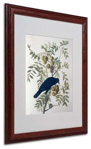 'American Crow' Matted Framed Canvas Art by John James Audubon