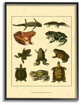Frog & Newt & Turtle Illustrations Framed Giclee Texturized Art, 11"x14"