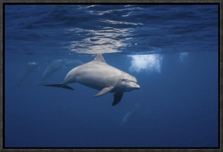Curious Dolphin, 18"x12"