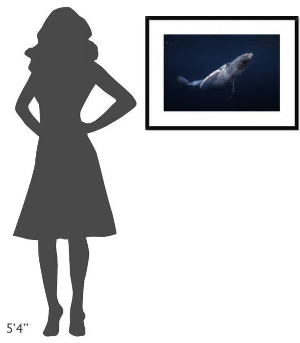 "Humpback Whale" Framed Digital Print by Barathieu Gabriel, 32x24"