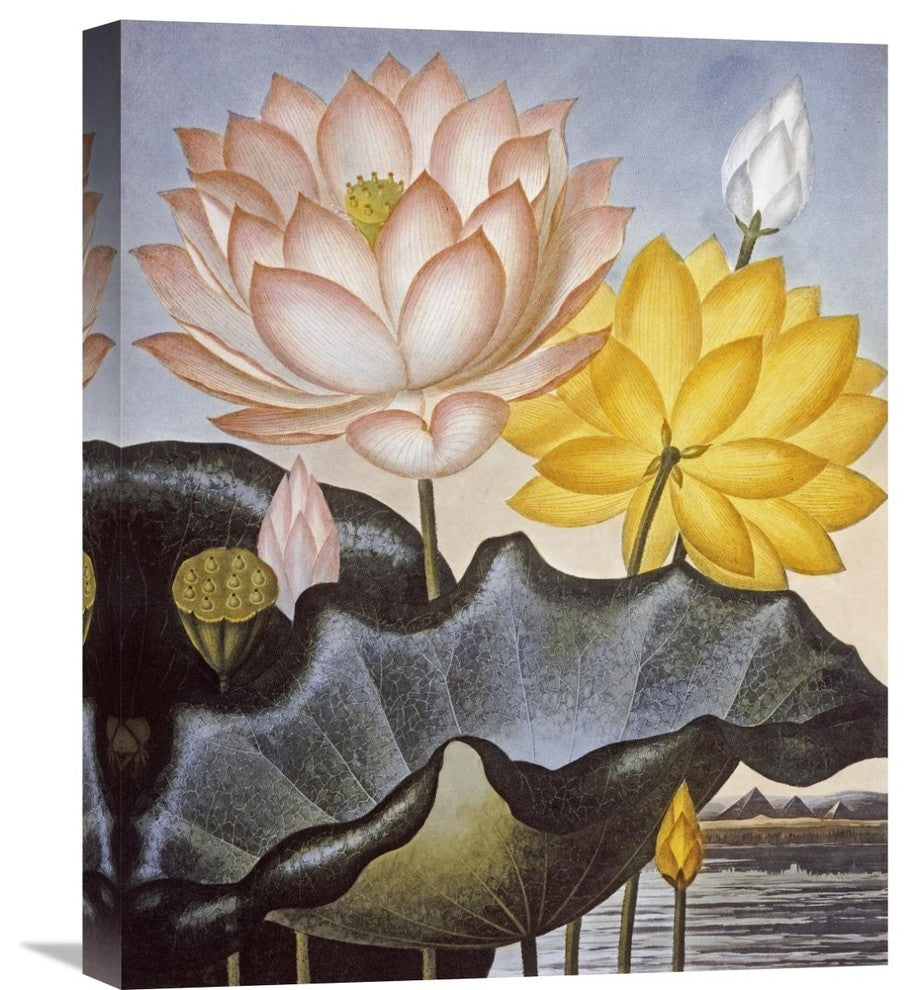 "Sacred Egyptian Bean" Stretched Canvas Giclee by Robert John Thornton, 18"x22"