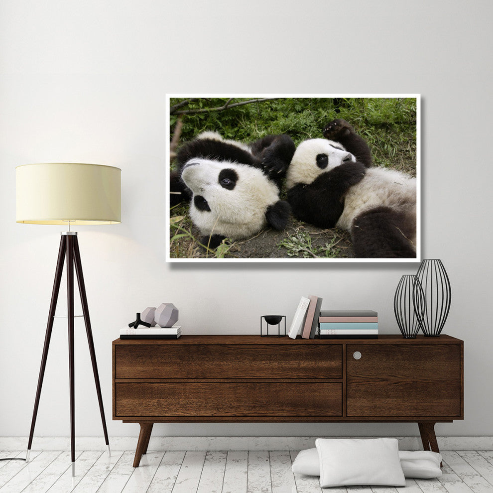 "Pair of young pandas playing, Wolong Nature Reserve, China" Paper Art, 62"x42"