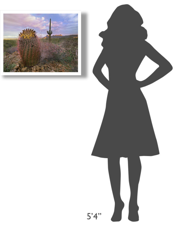 "Saguaro and Giant Barrel Cactus, Saguaro National Park" Paper Art, 26"x20"