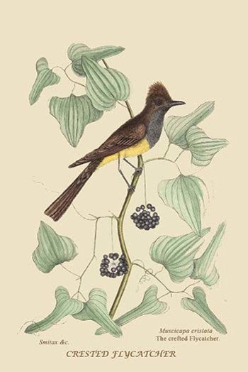 Crested Flycatcher - Fine Art Giclee Print 24" x 36"