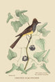 Crested Flycatcher - Fine Art Giclee Print 24" x 36"