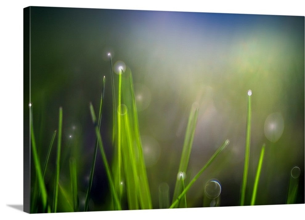 "Dew" Wrapped Canvas Art Print, 36"x24"x1.5"