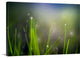 "Dew" Wrapped Canvas Art Print, 36"x24"x1.5"